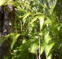 Ferns along path to Kilauea Iki trail